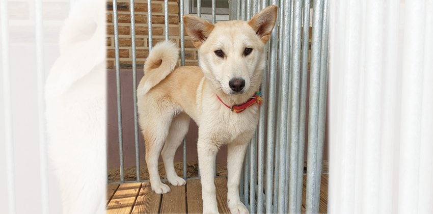 Xena is a Medium Female Jindo mix Korean rescue dog