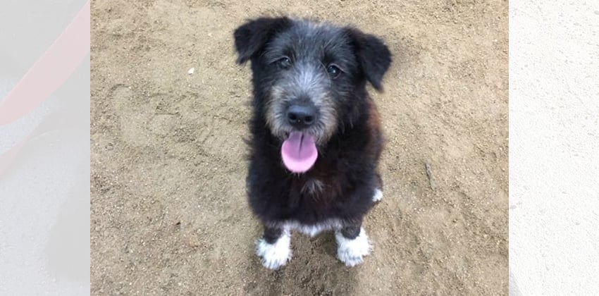 Yoonjung is a Medium Female Terrier mix Korean rescue dog