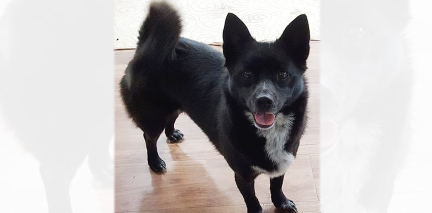 Yoon-Hee is a Small Female Jindo Mix Korean rescue dog