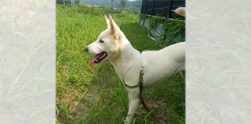Yanghee is a Medium Female Jindo Mix Korean rescue dog