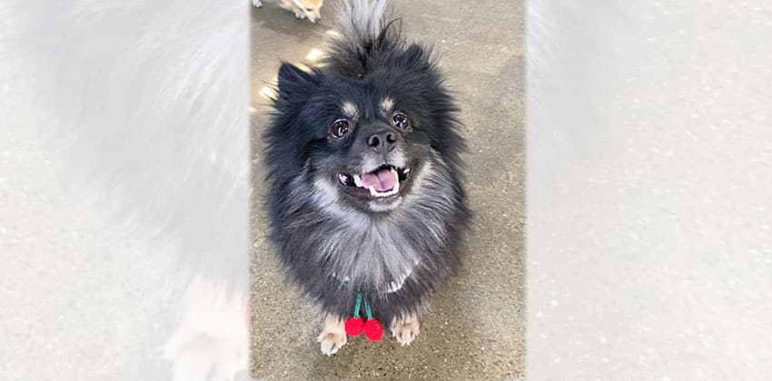 Yangcheon is a Small Male Pomeranian mix Korean rescue dog