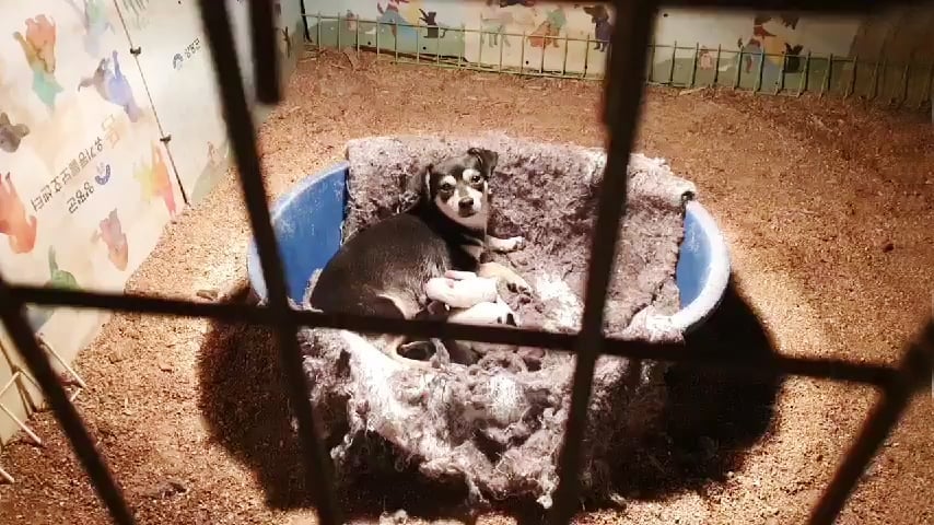 The Dogs of the Yangpyung City Pound