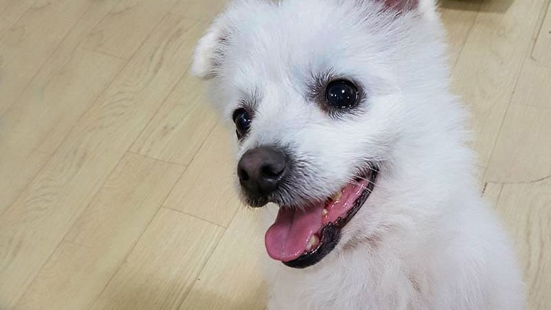 Yangyi is a Small Female Pomspitz mix Korean rescue dog