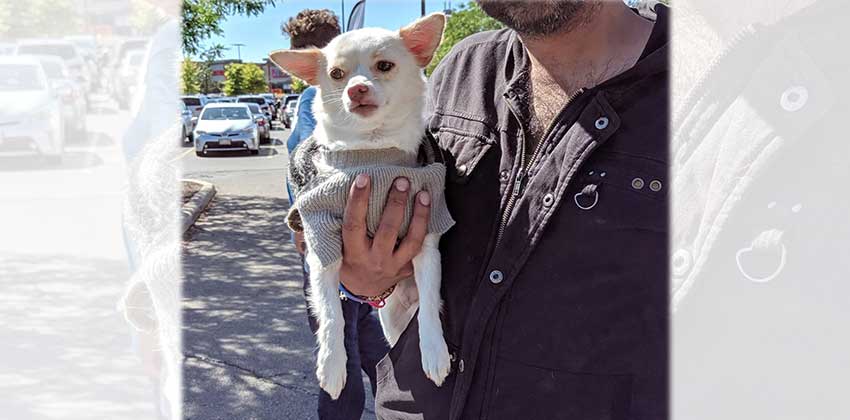Yanny is a Small Female Chihuahua mix Korean rescue dog