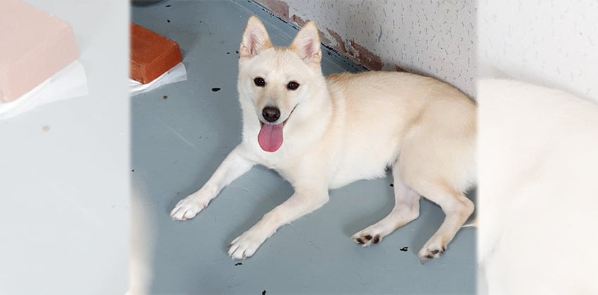Yena 2 is a Small Female Jindo mix Korean rescue dog