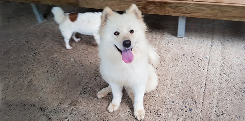 Yena is a Medium Female Samoyed Korean rescue dog