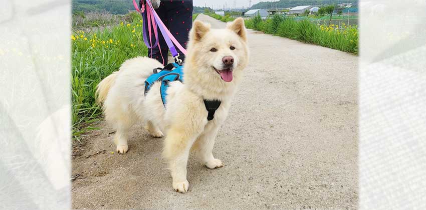 Yeola is a Medium Male Samoyed mix Korean rescue dog