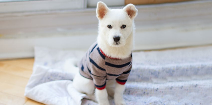 Yeong-yi is a Small Male Jindo Korean rescue dog