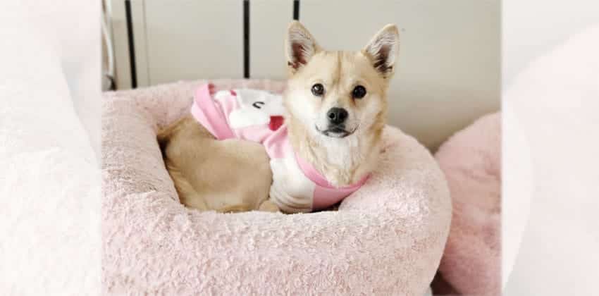 Yeoni 2 is a Small Female Spitz mix Korean rescue dog