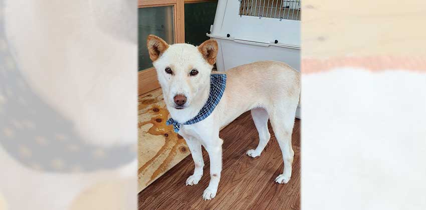 Yeonji is a Medium Female Jindo mix Korean rescue dog