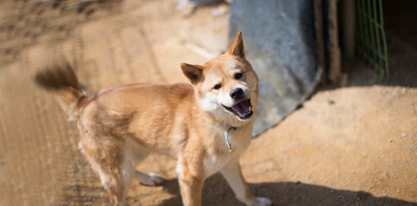Yeonji is a Medium Female Shiba Inu Jindo mix Korean rescue dog
