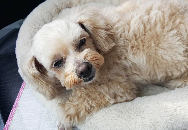 Yeon-yi is a Small Female Maltese Korean rescue dog