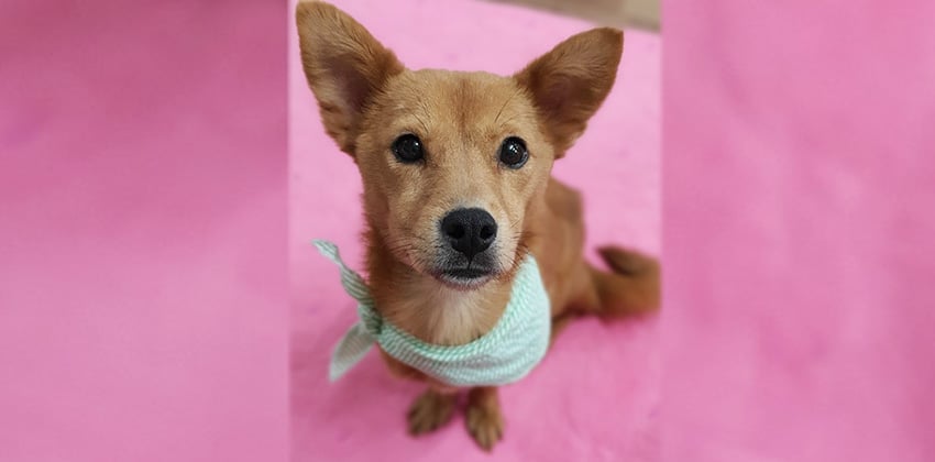 Yepi is a Small Female Mixed Korean rescue dog