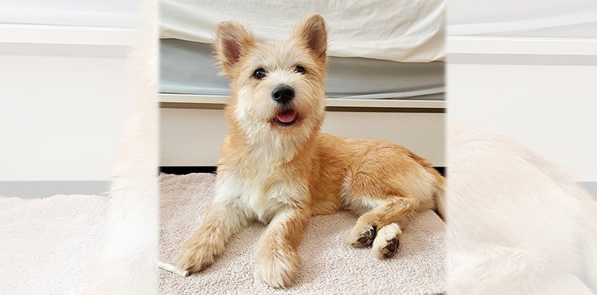 Yeryeon is a Medium Female Terrier mix Korean rescue dog