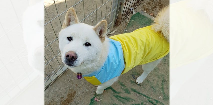 Yi-Soo is a Medium Male Jindo Mix Korean rescue dog