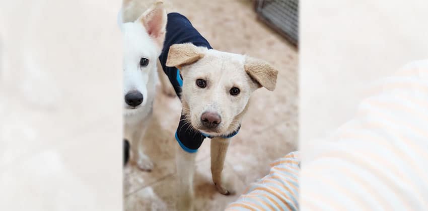 Yiho is a Medium Male Jindo mix Korean rescue dog