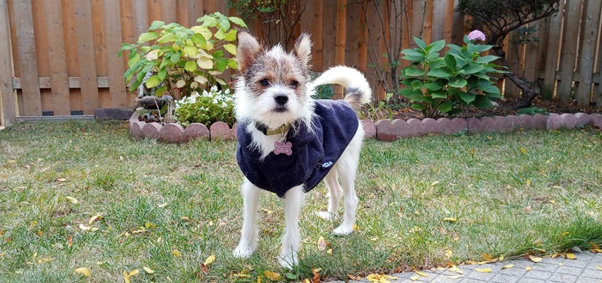 Yijin is a Small Female Terrier mix Korean rescue dog