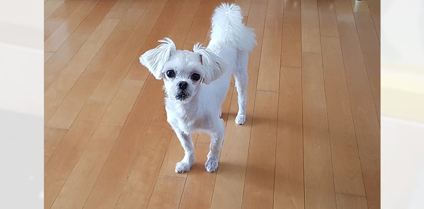 Yijune is a Small Male Maltese Korean rescue dog