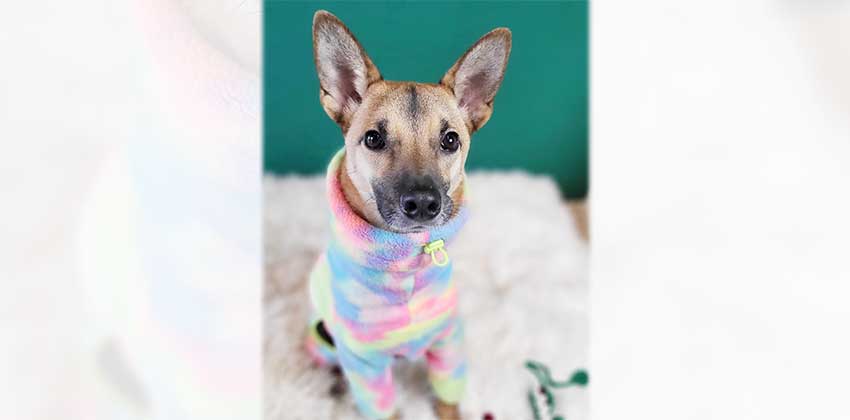 Yijoong is a Medium Male Jindo mix Korean rescue dog