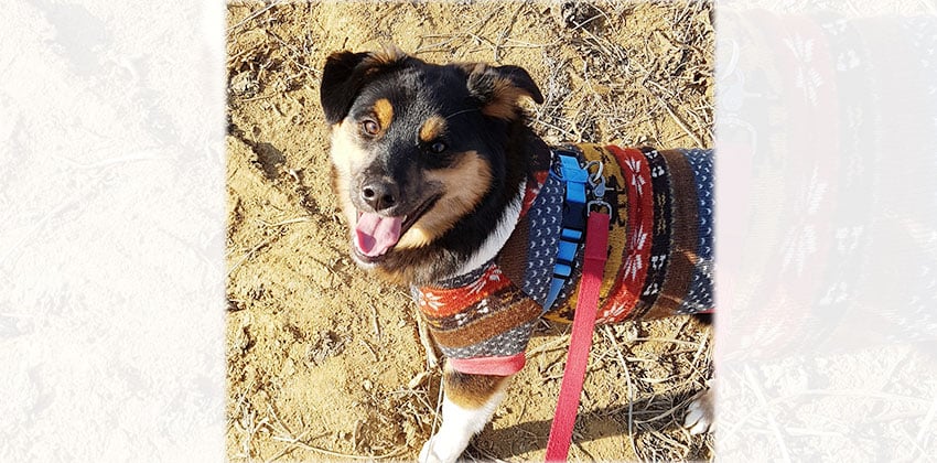Yion is a Medium Male Mixed Korean rescue dog