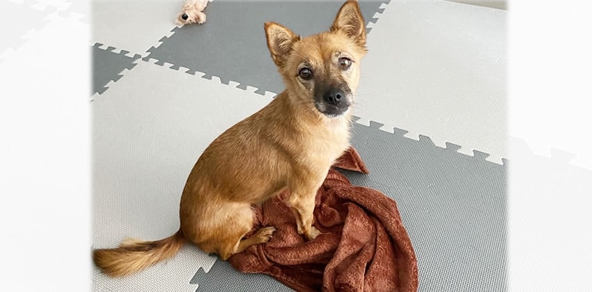 Yipooni is a Small Female Chihuahua mix Korean rescue dog