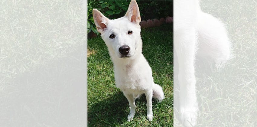 Yisoon is a Medium Female Jindo mix Korean rescue dog