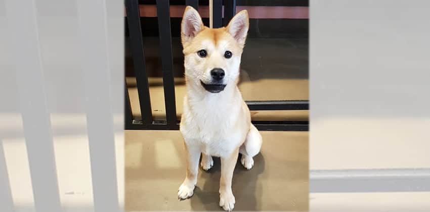 Yangpa is a Medium Female Jindo mix Korean rescue dog