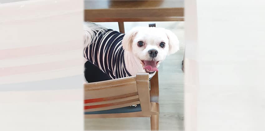 Yogi is a Small Male Maltese Korean rescue dog