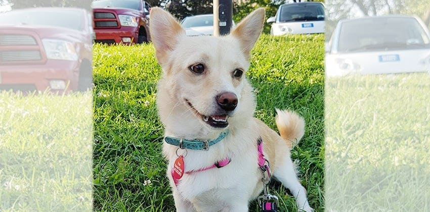 Yomi is a Small Female Jindo Mix Korean rescue dog