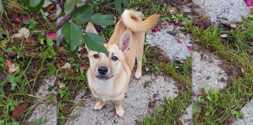 Yomi is a Small Female Jindo Mix Korean rescue dog