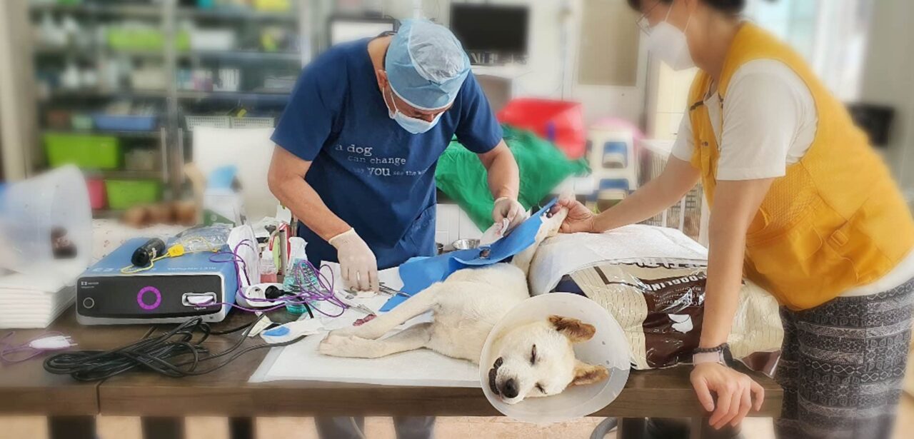 Yongin Dog Rescue Update