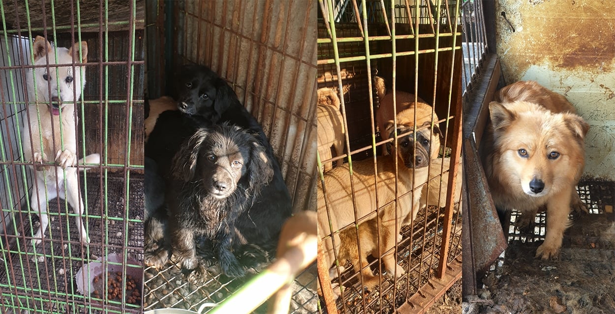 Yongin Dog Rescue