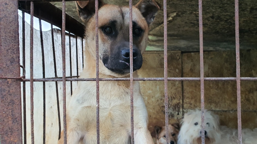 Yongsam in a dog meat rescutaurent cage