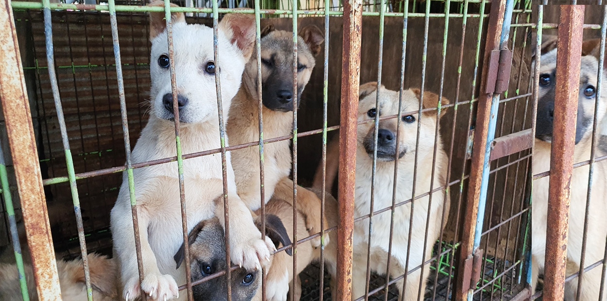 Yongin Dog Rescue