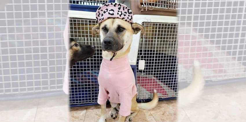 Yongsam is a Medium Male Jindo mix Korean rescue dog