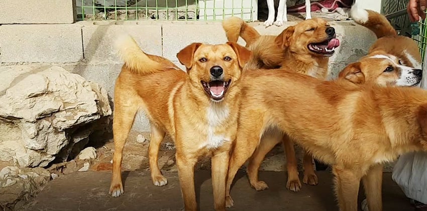 Yookdong is a Medium Male Jindo mix Korean rescue dog