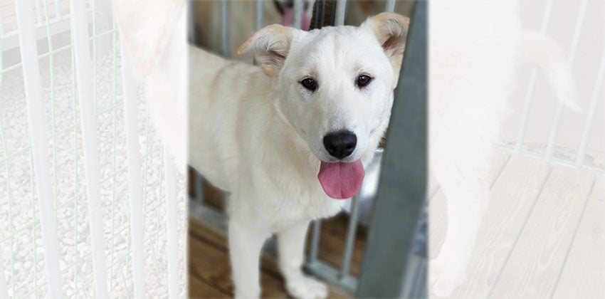 Songsong is a Medium Female Labrador mix Korean rescue dog