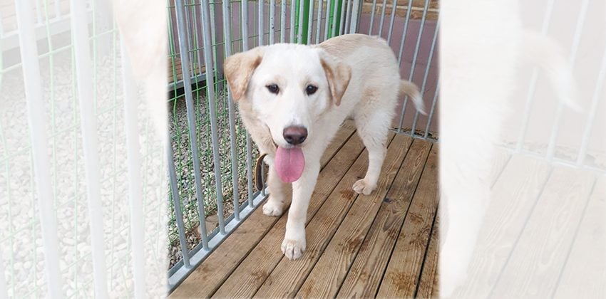 Yoon is a Medium Male Labrador mix Korean rescue dog