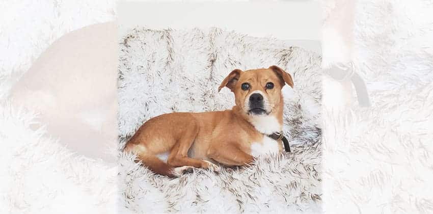 Yoonji is a Medium Female Dachshund mix Korean rescue dog