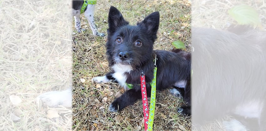 Yoonseo is a Medium Female Terrier mix Korean rescue dog