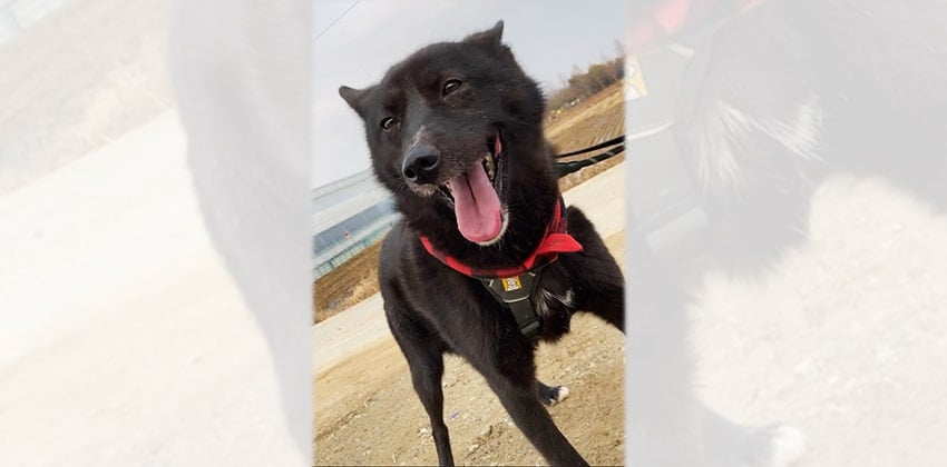 Youcheon is a Medium Male Jindo mix Korean rescue dog
