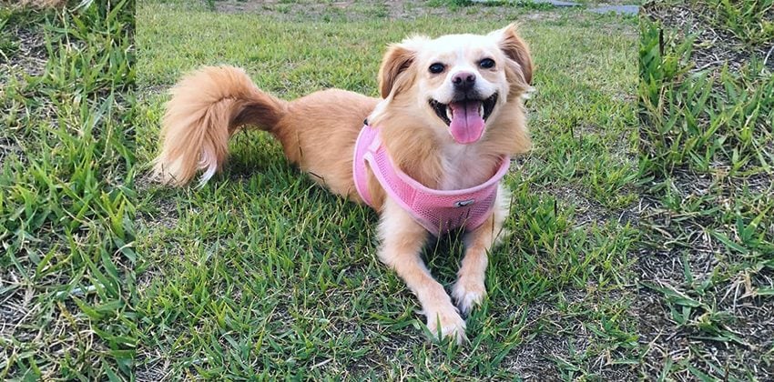 Youdi is a Small Female Spitz mix Korean rescue dog