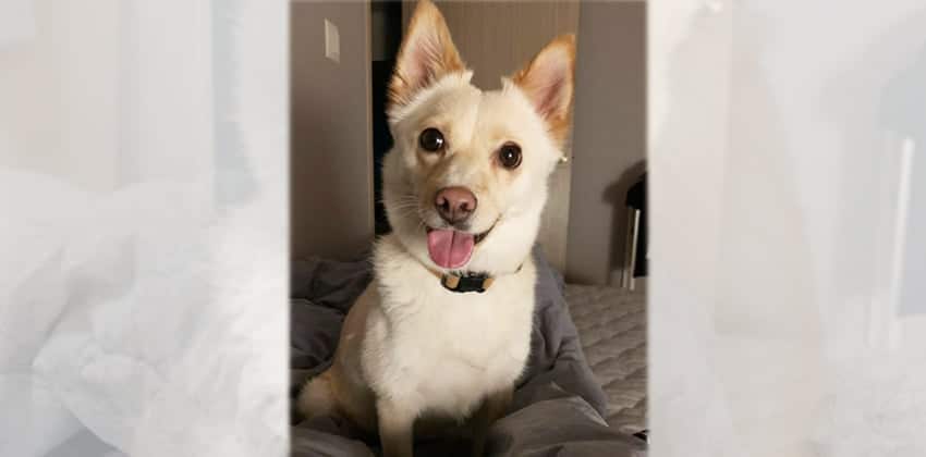 Youha is a Small Female Jindo mix Korean rescue dog