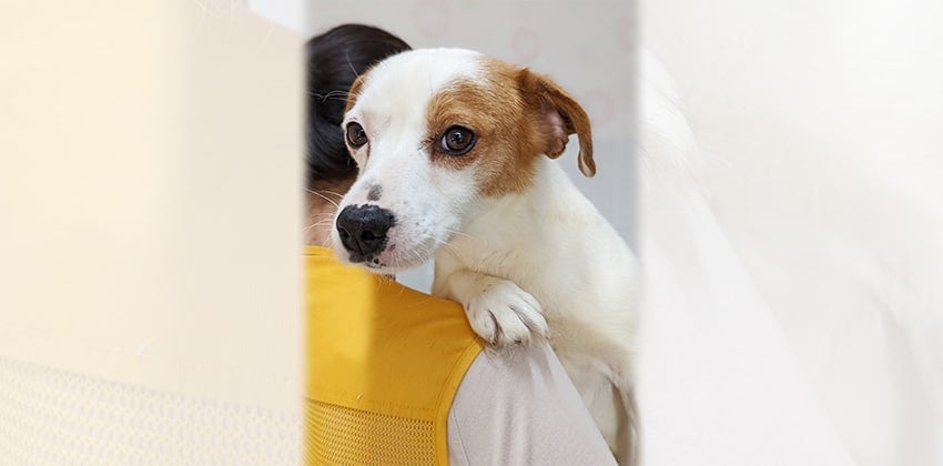 Younghee is a Small Female Jack russell terrier mix Korean rescue dog