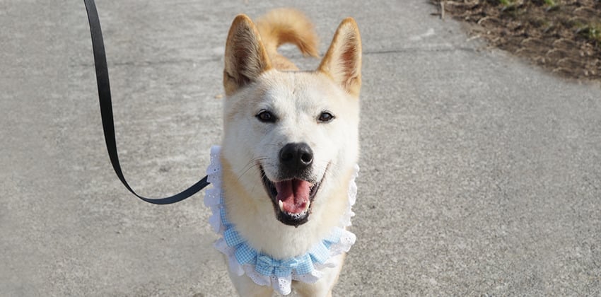 Youngho is a Medium Male Shiba Inu mix Korean rescue dog