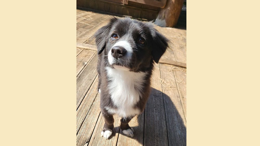 Youngmin is a Medium Male Border Collie mix Korean rescue dog