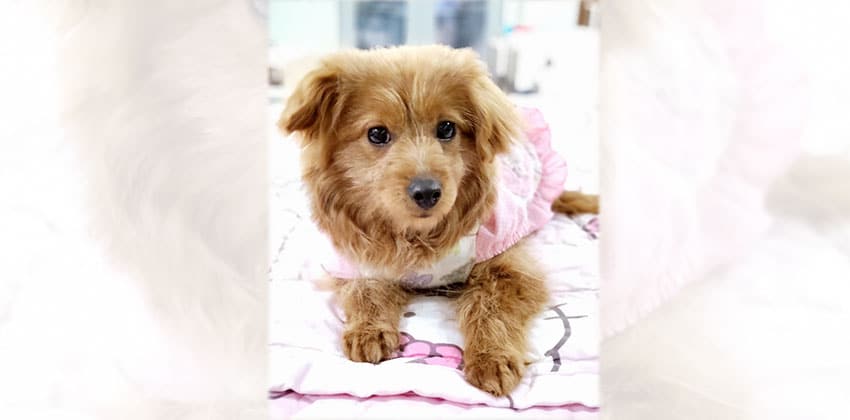 Choonsim 2 is a Small Female Terrier mix Korean rescue dog