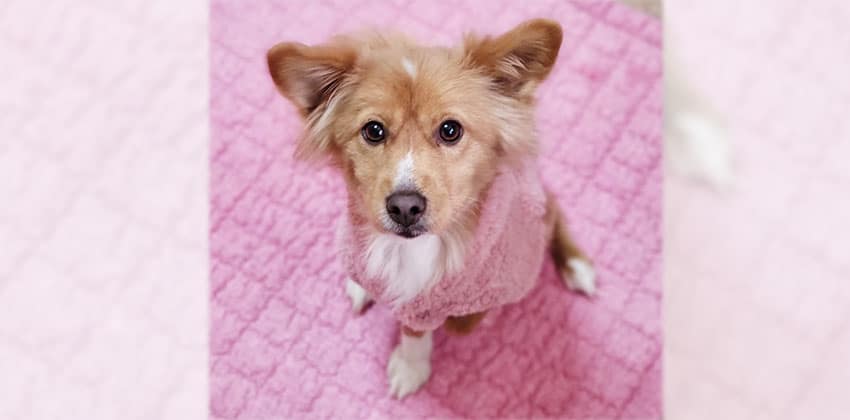 Youngsim is a Small Female Spitz mix Korean rescue dog