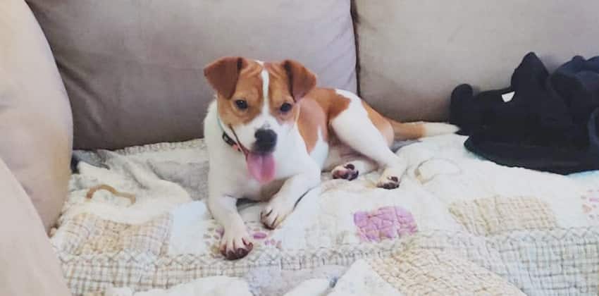 Youngsoo is a Small Male Jack russell terrier mix Korean rescue dog