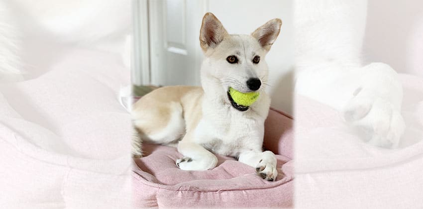 Youngsoon is a Medium Female Jindo mix Korean rescue dog